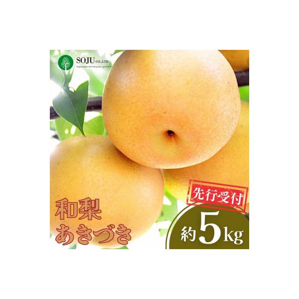 先行受付 和梨 あきづき 約5kg 令和8年度 新潟県【016P021】