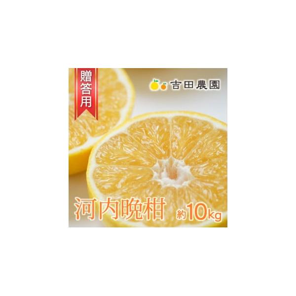 【高評価★4.5】 数量限定 先行受付 贈答用 河内晩柑 10kg みかん 吉田農園 愛南町 愛媛県