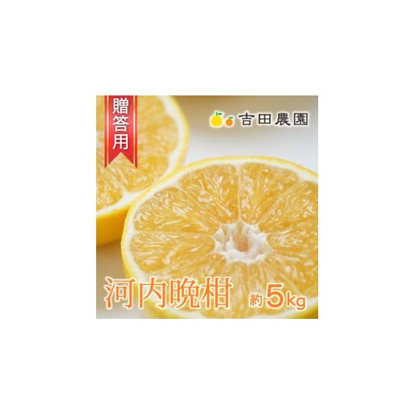 【高評価★5】 数量限定 先行受付 贈答用 河内晩柑 5kg みかん 吉田農園 愛南町 愛媛県