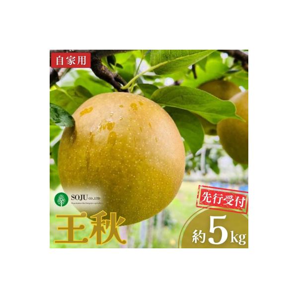 先行受付 和梨 王秋 自家用 約5kg 令和8年度 新潟県産 梨 【010S261】