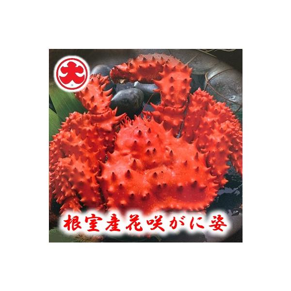 【北海道根室産】花咲がに姿1.2kg×1尾 C-01023