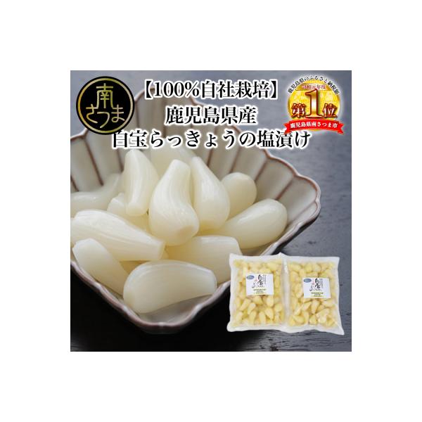 【鹿児島県産】白宝らっきょうの塩漬け 900g×2P