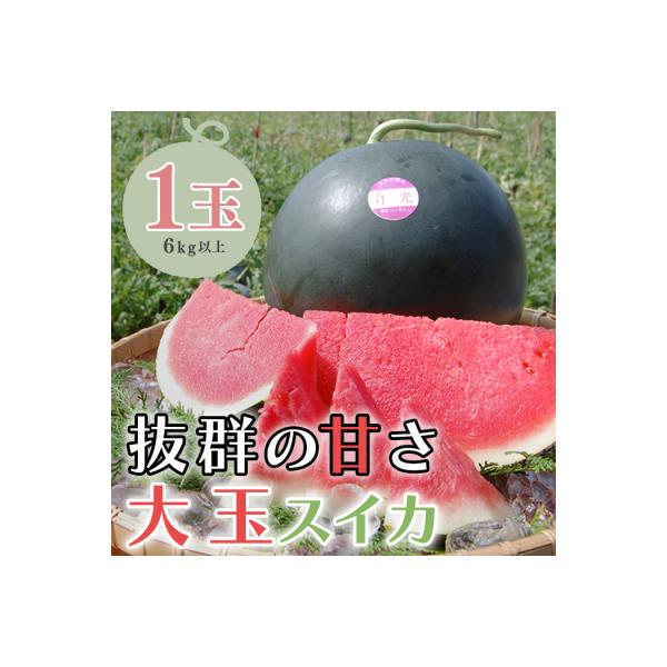 抜群の甘さ! スイカ 1玉 大玉 (6kg以上) 甘い 高糖度 西瓜 すいか 種なし 黒玉 産地直送