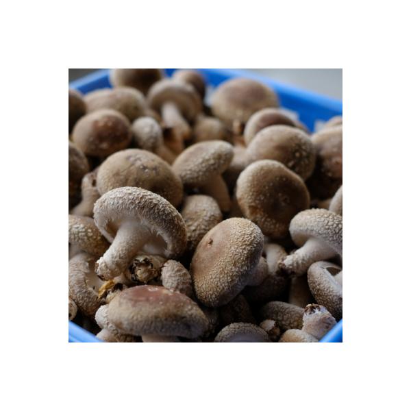 高知県産しいたけ【約500g】 国産椎茸