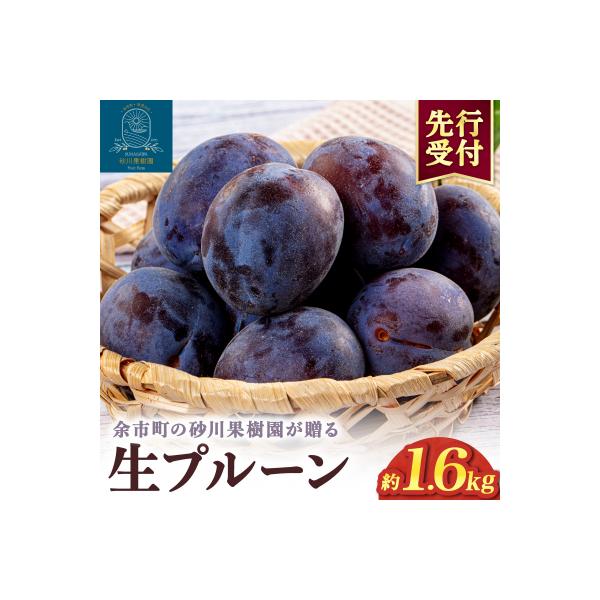 2026年8月中旬より発送　余市の砂川果樹園が贈る【余市の生プルーン】1.6kg_Y033-0040