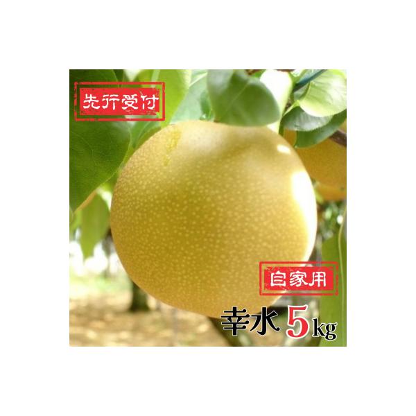 先行受付 新潟県産 和梨 幸水 自家用 5kg [岩福農園]  梨【010P046】