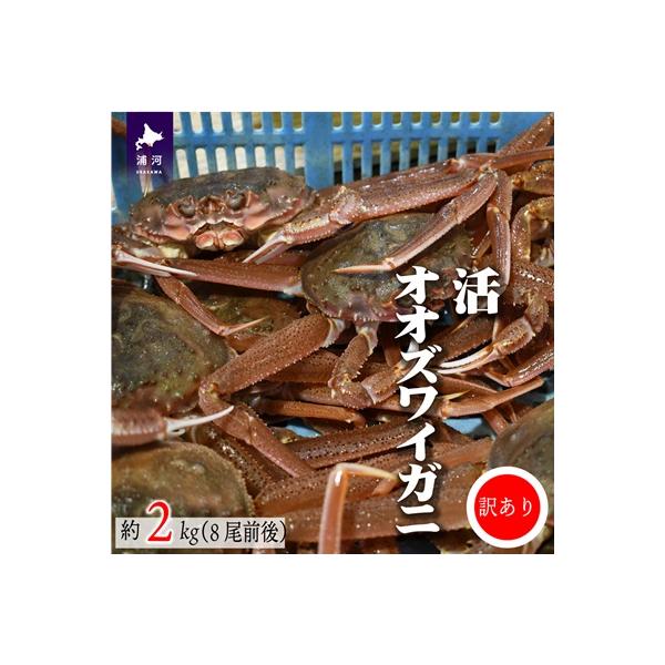 訳あり 活オオズワイガニ約2kg(8尾前後入)[02-1301]