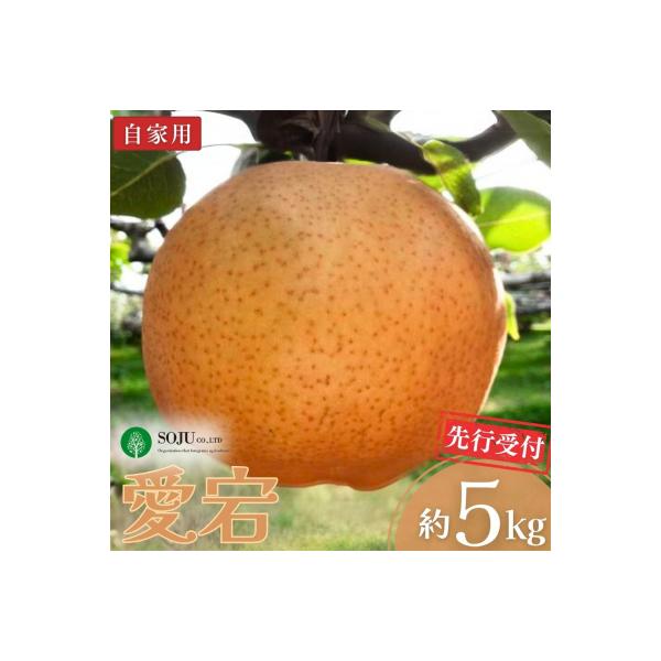 先行受付 和梨 愛宕 自家用 約5kg 令和8年度 新潟県三条市産 梨 【010S262】