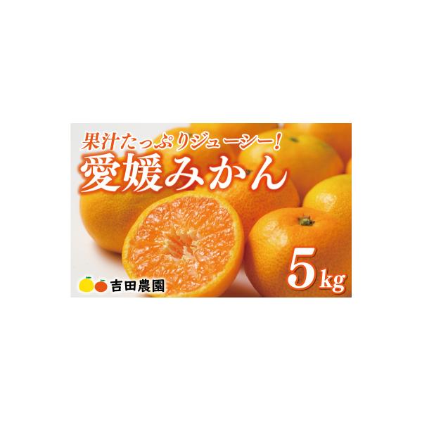 【高評価★4.8】 愛媛みかん 5kg 温州みかん 蜜柑 ミカン 柑橘 愛南町 愛媛県 吉田農園