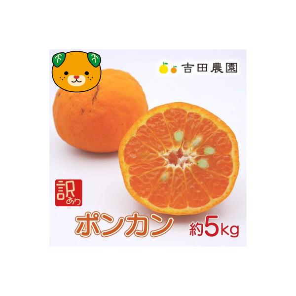 【高評価★4.3】 数量限定 先行受付 訳あり ポンカン 5kg みかん 吉田農園 愛南町 愛媛県