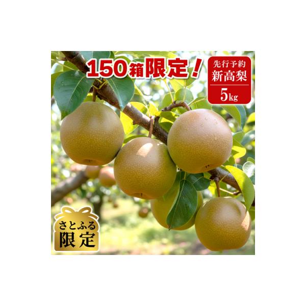 【さとふる限定】 2026年8月中旬～順次発送 境町産 新高梨 約5kg (限定150箱) 梨