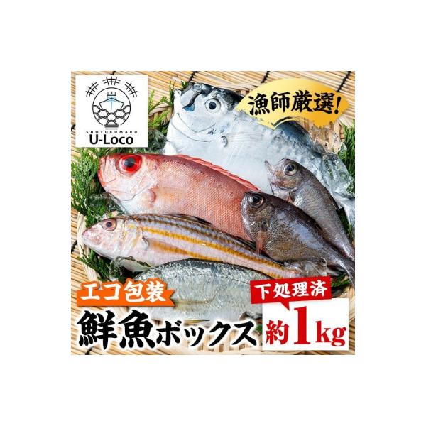 漁師厳選!ロコフィッシュ(地魚) 下処理済 鮮魚 ボックス(約1kg)　P78001