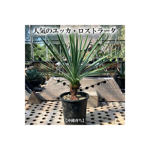 ふるさと納税 金武町 【沖縄育ちの観葉植物】人気のユッカ