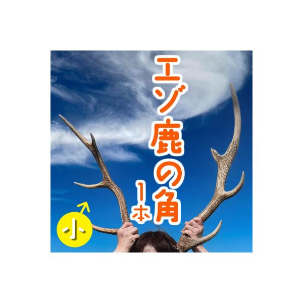 エゾ鹿の角 小1本(40cm～50cm前後) 蝦夷鹿 シカ 天然 素材 DIY tom03