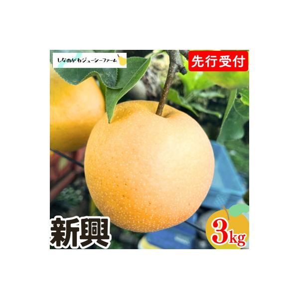 [2026年産先行受付] 和梨 新興 約3kg 令和8年度 新潟県 三条市産 梨 【010S492】
