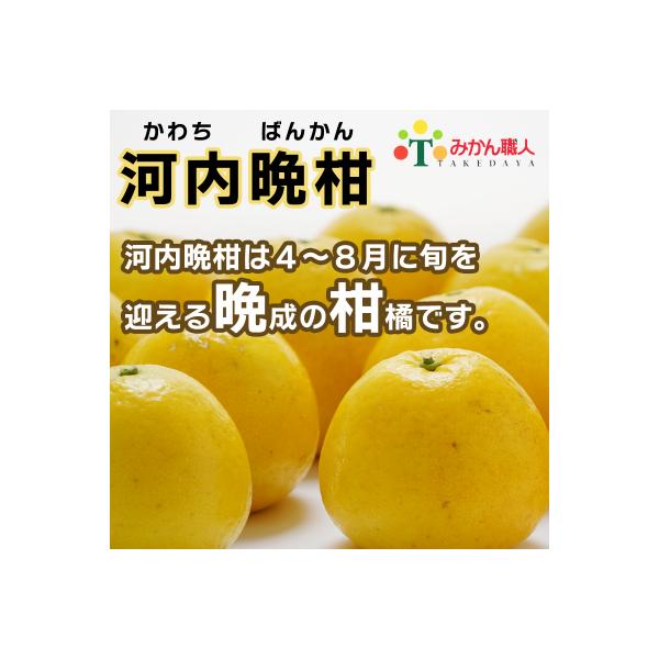 訳あり みかん職人武田屋 河内晩柑 大玉 10kg (なくなり次第終了)　みかん 果物 フルーツ