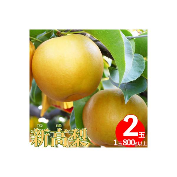 <2026年秋発送>　≪秀品≫ 新高梨 2玉 (1玉約800g以上)