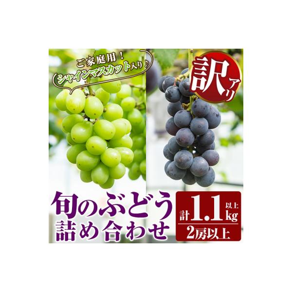 訳あり!シャインマスカット入り旬のぶどう・ご家庭用詰め合わせ 2房以上【二月田ぶどう園】A0-248