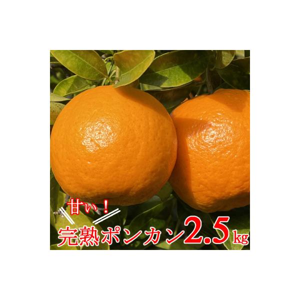 【2月上旬からお届け】 越年完熟 室戸 ポンカン 【2.5kg】