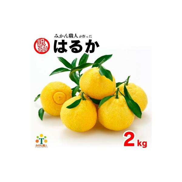 先行受付 訳あり はるか 2kg みかん 柑橘 フルーツ 果物 みかん職人武田屋
