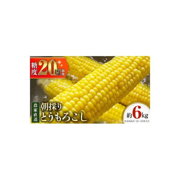 朝採り 農家直送 とうもろこし 6kg「おおもの」【先行受付 7月中旬以降発送】 [AX027ya]