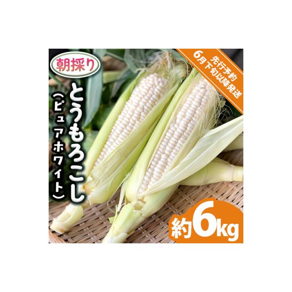 2026年6月下旬以降発送 朝採り とうもろこし ピュアホワイト約6kg[AX060ya]