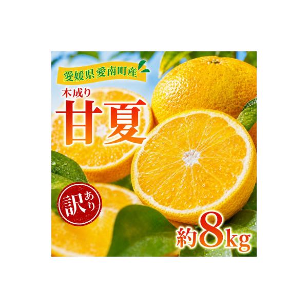 訳あり 甘夏 8kg 柑橘 フルーツ 果物 愛媛県 愛南町 愛南町青果市場