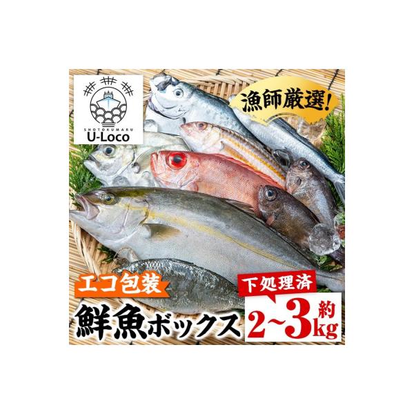 漁師厳選!ロコフィッシュ(地魚) 下処理済 鮮魚 ボックス(約2~3kg)　A78003
