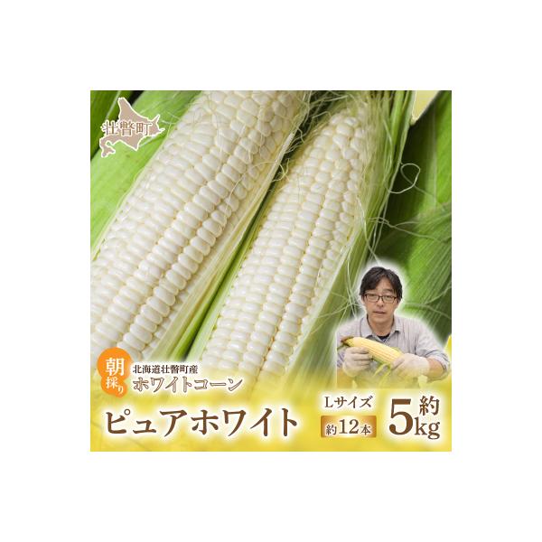 <2026年8月中旬よりお届け>ホワイトコーン『ピュアホワイト』 12本(約5kg) SBTQ003