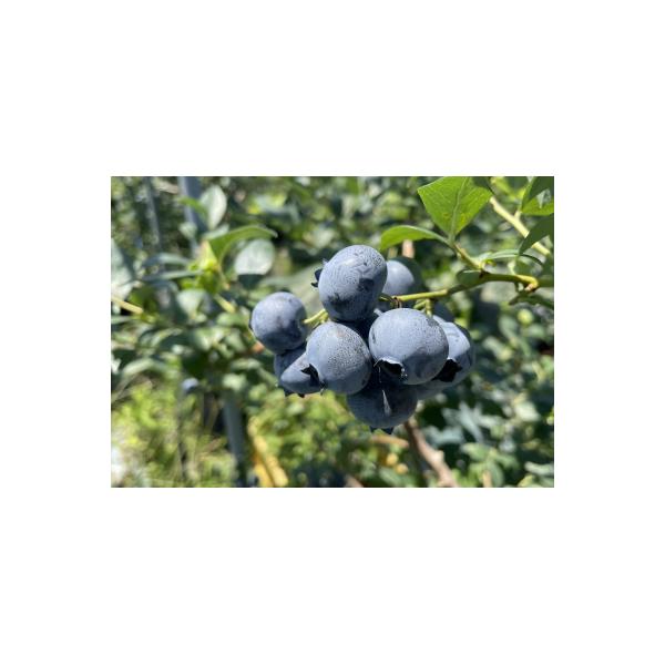 数量限定大粒ブルーベリー(1kg) 農薬不使用 有機栽培【えのさんのブルーベリー園】_HA1355
