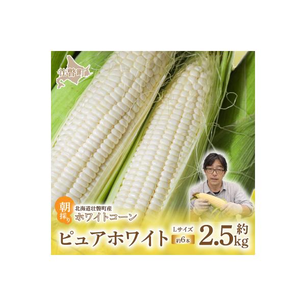 <2026年8月中旬よりお届け>ホワイトコーン「ピュアホワイト」6本(約2.5Kg)SBTQ004