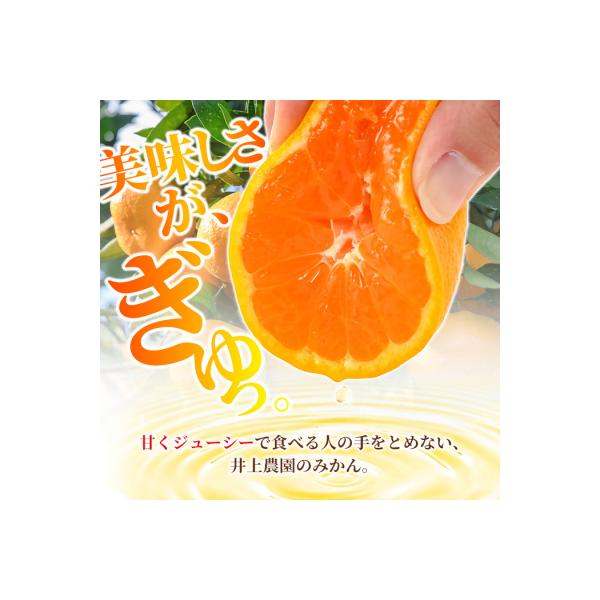 温州みかん 5kg 11月上旬発送【103610100】【井上農園】