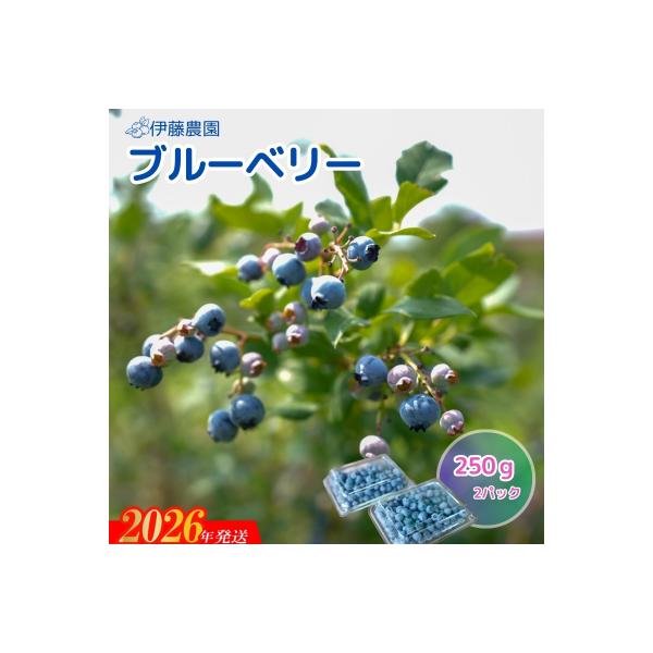■お礼品詳細　・事業者：伊藤農園　・内容量：約250ｇ×2パック　・賞味期限：発送日+3日（到着後冷凍保管：6か月）　・配送方法：冷蔵便　・提供元：福島市■お申し込み・配送・その他　・発送時期：2026年6月下旬から2026年7月上旬発送予...