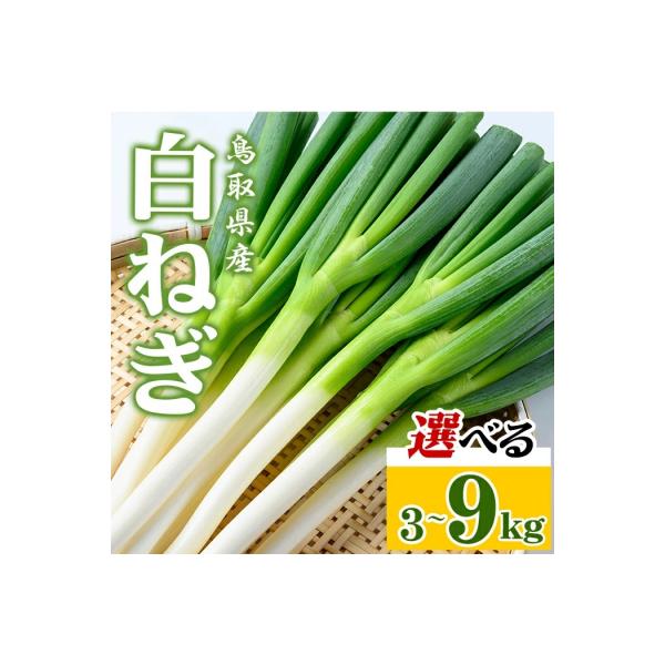 ■お礼品詳細　・内容量：白ねぎ：3kg　・配送方法・保存方法：冷蔵　・賞味期限：冷蔵で10日　・提供元：河岡農園株式会社　・地産理由：本返礼品は境港市内で収穫されたねぎです。　・提供元：境港市■お申し込み・配送・その他　・発送時期：2025...