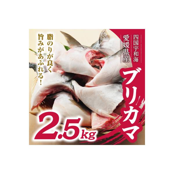 数量限定 ブリカマ 2.5kg ハマスイ 愛南町 愛媛県