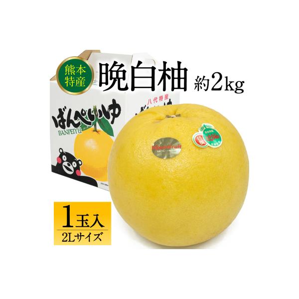 八代市 【先行予約】八代市産 晩白柚 2L 1玉 【2026年12月上旬より順次発送】_232-6021-B 約2kg