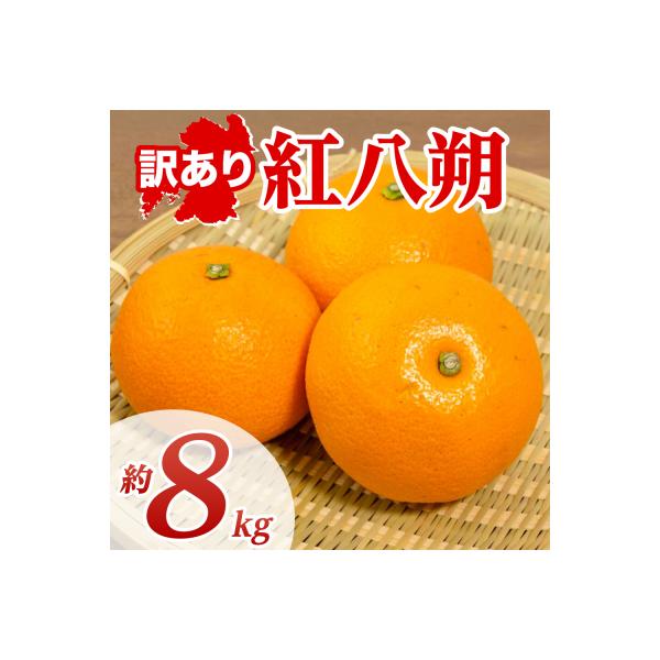 ふるさと納税 八代市 紅八朔 約8kg _232-6806