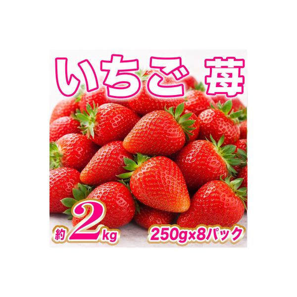 八代市 【先行予約】いちご 約2kg(約250g×8)【2027年1月上旬より順次発送】_232-4628 約250g〜2kg