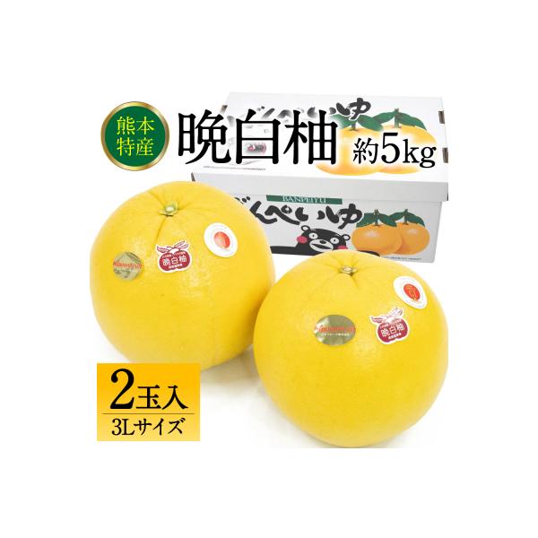 八代市 【先行予約】八代市産 晩白柚 3L 2玉 【2026年12月上旬より順次発送】_232-6025-B 約5kg
