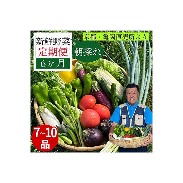 【毎月定期便】訳あり 農家直送!佐伯の里の新鮮 野菜セット(7～10品目)全6回