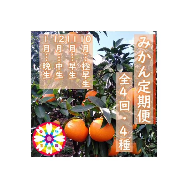 【発送月固定定期便】愛咲果樹園「みかん定期便」(10月～1月)全4回【D71-19】