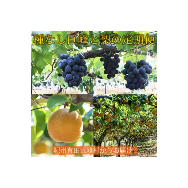 ■お礼品詳細　・配送種別：冷蔵便　・提供元：株式会社魚鶴（有田川町）■お申し込み・配送・その他　・発送時期：【1回目】発送月の前月20日までのお支払いで発送月上旬より順次発送【2回目以降】発送月上旬より順次発送　・申込受付期間：通年　・配達...