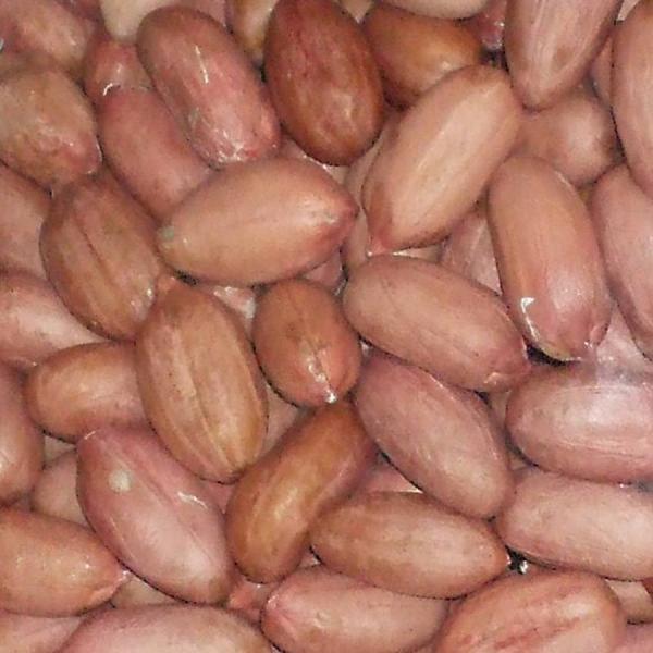 千葉半立250g 令和2年新豆国産千葉県八街落花生 生 八街ピーナッツ千葉半立ち落花生おつまみギフト殻なしむき実剥き身送料無料セール生落花生