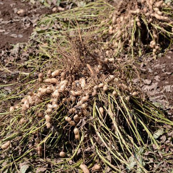 千葉半立 1kg 令和2年 新豆 国産 千葉県 八街 落花生 生 八街ピーナッツ 千葉半立ち落花生 おつまみ ギフト 殻なし むき実 剥き身 酢ピーナッツ 生落花生 Buyee Buyee Japanese Proxy Service Buy From Japan Bot Online