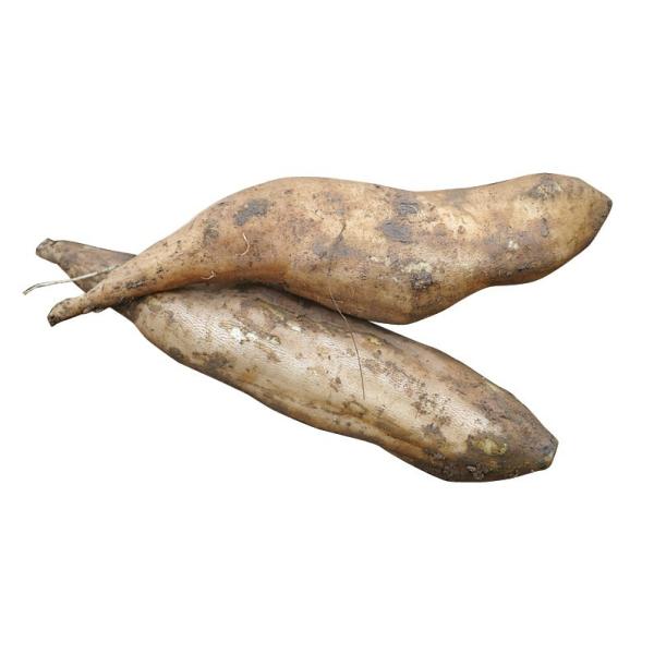 ※12月上旬より発送開始※箱込みで10kgです。内容量は9.5kg前後となります。ご了承ください。東北以北660円、九州は440円追加となります。※現在長さが10センチ程度の小さなヤーコンが中心となります。※訳ありのため割れ、ヒビ、曲がり、...