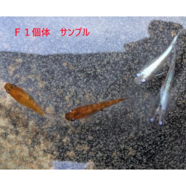 ■【３色幹之】 三色体外光メダカ　Ｆ１　１０匹