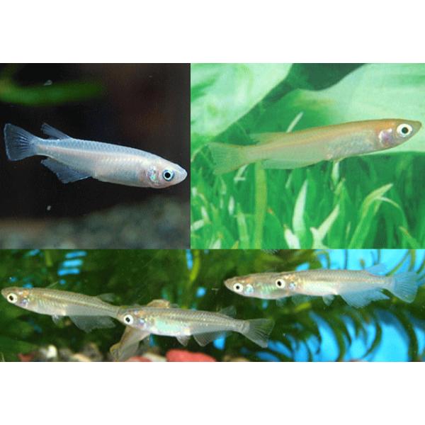 ３種メダカ　３０匹(黒・ヒ・白)各１０匹※こちらの商品は個別に袋分けは致しませんのであらかじめご容赦下さいませ。※画像はサンプルとなります。内訳は以下となります。・日本黒メダカ　１０匹・ヒメダカ　１０匹・白メダカ　１０匹個体サイズやペア販売...