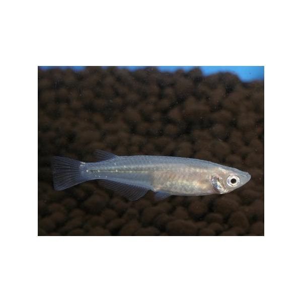 青メダカ上から見ると青色が余計引き立ち綺麗です。一番最後の写真は平成２１年９月に実際に出荷している水槽から無作為に掬い直ぐに撮影（保護色の影響で色が薄くなる前のベストなタイミング）したものです。現在の青メダカとは系統も違いましてベースの体色...