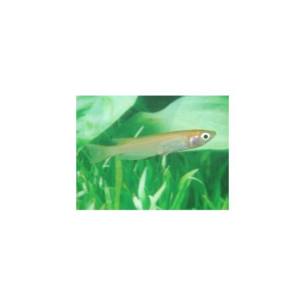 ヒメダカ　１０匹