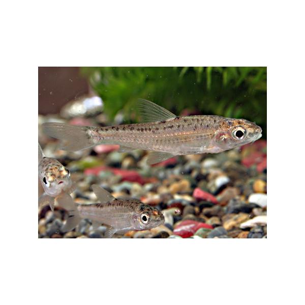 濃尾平野以西の本州、四国北東部，九州北部，壱岐，五島列島に分布する小型の淡水魚です。小さな群をなして泳ぎ回り水生動物や付着藻類などを食べています。やや寸胴で目が大きく吻はややとがり気味で、目は大きく、吻はとがっています。口ひげは長く体側の黒...